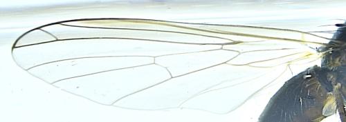 Empis nuntia